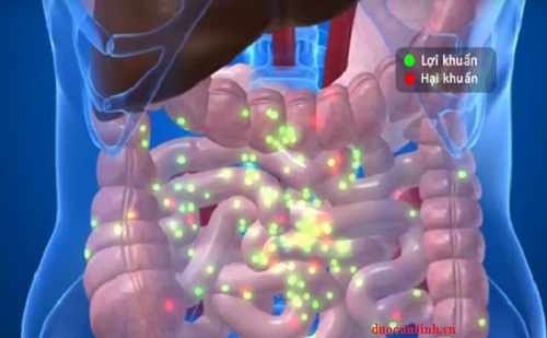 Nhiễm trùng đường ruột - Hình ảnh minh họa